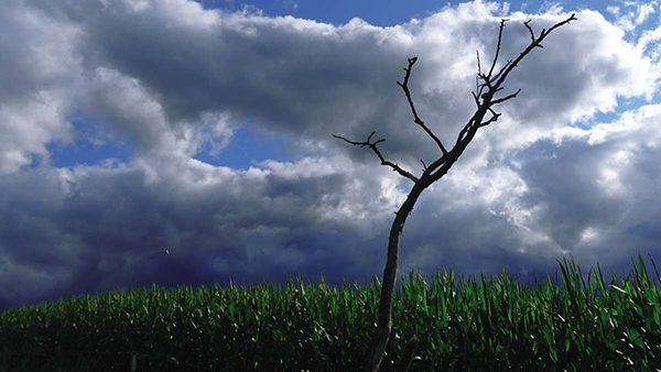 De l’arbre au labyrinthe