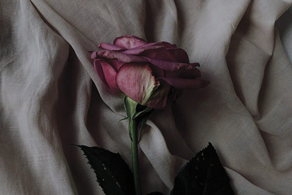 Une rose dans les Ténèbres
